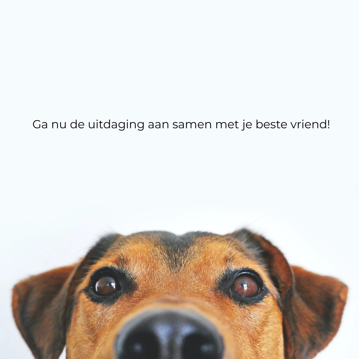 AYOO Agility Voor De Hond - Honden Agility Set - Honden Training - Honden Behendigheid Set - Honden Parcours - Training Huisdieren - Tunnel - Slalom - Horde - Draagzak - 21 Delig - GRATIS Speeltouw 9 AYOO Agility Voor De Hond - Honden Agility Set - Honden Training - Honden Behendigheid Set - Honden Parcours - Training Huisdieren - Tunnel - Slalom - Horde - Draagzak - 21 Delig - GRATIS Speeltouw - Afbeelding 7