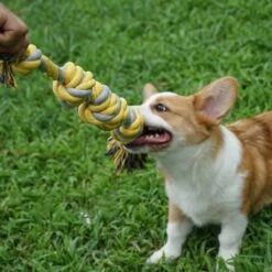 BoDutch Flostouw Hond - Hondenspeelgoed - Trektouw Hond - Hondentouw - Flostouw Hond - 60 Cm - Apporteerspeelgoed - Geel/Grijs 14 BoDutch Flostouw Hond - Hondenspeelgoed - Trektouw Hond - Hondentouw - Flostouw Hond - 60 Cm - Apporteerspeelgoed - Geel/Grijs -Hondenserie Winkel 1200x1200 752