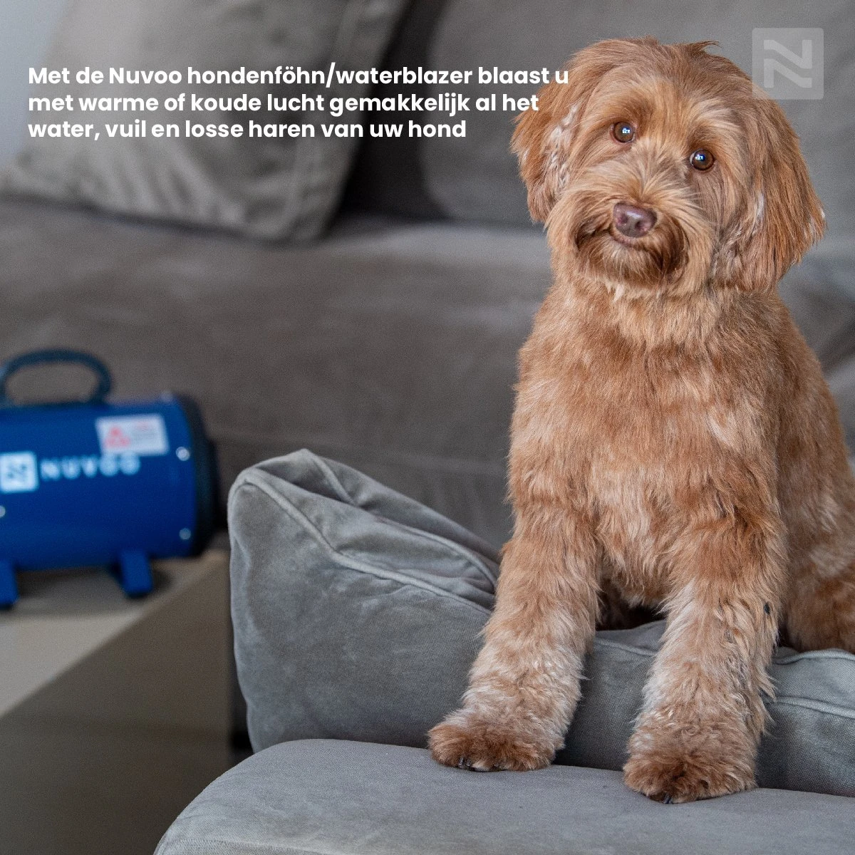 Nuvoo Professionele Hondenföhn / Waterblazer / Hondenborstel Met 3 Opzetstukken - Verstelbare Vermogen Tot 2200W - Warme / Koude Stand - Roze 10 Nuvoo Professionele Hondenföhn / Waterblazer / Hondenborstel Met 3 Opzetstukken - Verstelbare Vermogen Tot 2200W - Warme / Koude Stand - Roze - Afbeelding 8