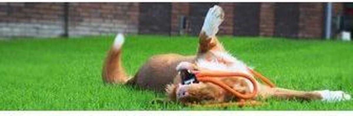 Rebel Petz - Honden Trainingslijn Met Halsband - Taupe, Zwart, Groen & Oranje - Maat Small Of Large - Kleur: Taupe, Maat: Large 12 Rebel Petz - Honden Trainingslijn Met Halsband - Taupe, Zwart, Groen & Oranje - Maat Small Of Large - Kleur: Taupe, Maat: Large - Afbeelding 10