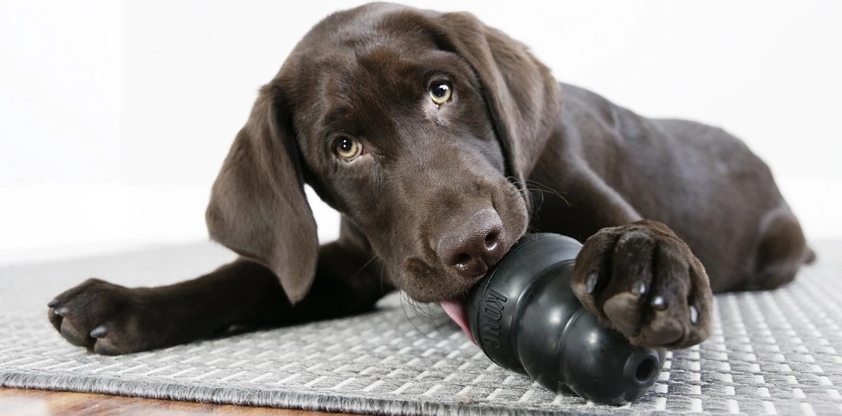 Kong Extreme 16 Kong Extreme - Afbeelding 14