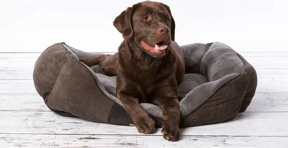 Hondenmand Zacht En Stevig, Anti-Slip En Wasbaar - Scruffs Chester Box Bed - In Grijs En Bruin In Maat S Tot XL - Kleur: Grijs, Maat: Medium 22 Hondenmand Zacht En Stevig, Anti-Slip En Wasbaar - Scruffs Chester Box Bed - In Grijs En Bruin In Maat S Tot XL - Kleur: Grijs, Maat: Medium - Afbeelding 20