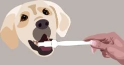 Aedogz Tandsteen Verwijder Spons Hond & Kat - Verwijdert Tandsteen, Aanslag En Vlekken - Verfrist De Adem Voorkomt Tandvleesproblemen. -Hondenserie Winkel 1200x632 1