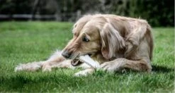 Nylabone Harde Bijters Kluif - Hondenspeelgoed - Natural - Voor Honden Tot 30 Kg 15 Nylabone Harde Bijters Kluif - Hondenspeelgoed - Natural - Voor Honden Tot 30 Kg -Hondenserie Winkel 1200x642