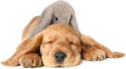 Cozy Dog Bunny Hondenknuffel – Knuffel Hond Met Hartslag – Hondenspeelgoed Vermindert Verlatingsangst – Biedt Rust, Warmte En Comfort – Bruin – Speciaal Voor Puppy's 11 Cozy Dog Bunny Hondenknuffel – Knuffel Hond Met Hartslag – Hondenspeelgoed Vermindert Verlatingsangst – Biedt Rust, Warmte En Comfort – Bruin – Speciaal Voor Puppy's -Hondenserie Winkel 1200x661