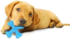 Nylabone Flexi Voor Honden Puppy Teething X Bone Beef Tot 11 Kg 13 Nylabone Flexi Voor Honden Puppy Teething X Bone Beef Tot 11 Kg -Hondenserie Winkel 1200x671 1