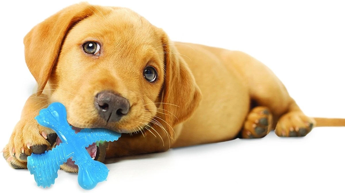 Nylabone Flexi Voor Honden Puppy Teething X Bone Beef Tot 11 Kg 4 Nylabone Flexi Voor Honden Puppy Teething X Bone Beef Tot 11 Kg - Afbeelding 2