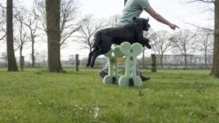 Dog Agility Set Indoor En Outdoor - Honden Trainingsset - 10 Dog Agility Set Indoor En Outdoor - Honden Trainingsset - -Hondenserie Winkel 1200x674 6