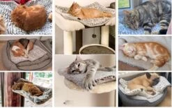 Merkloos Zelfverwarmende Dierendeken Zonder Stroom Thermo Deken Hond Kat Inclusief Adreslabel 70 X 47 Cm 15 Merkloos Zelfverwarmende Dierendeken Zonder Stroom Thermo Deken Hond Kat Inclusief Adreslabel 70 X 47 Cm -Hondenserie Winkel 1200x751