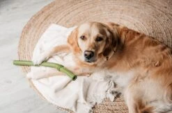 Beeztees Sumo Fit Stick - Hondenspeelgoed - Rubber - Oranje - 50 Cm 17 Beeztees Sumo Fit Stick - Hondenspeelgoed - Rubber - Oranje - 50 Cm -Hondenserie Winkel 1200x793 5