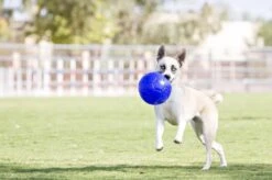 Jolly Pets Jolly Soccer Ball – Hondenspeelgoed – Apporteerspeelgoed– Jollyflex Stevig Kunststof – Drijvend Hondenspeeltje – Ø15cm – Licht Blauw -Hondenserie Winkel 1200x796 1