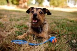 Chuckit! Chuckit Ultra Ball Hondenspeelgoed - Oranje - M - 2 Ballen - Ø 6cm -Hondenserie Winkel 1200x797 3