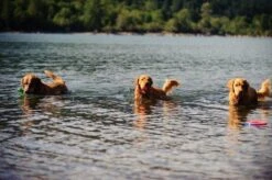 Chuckit! Chuckit Ultra Ball Hondenspeelgoed - Oranje - M - 2 Ballen - Ø 6cm -Hondenserie Winkel 1200x797 4