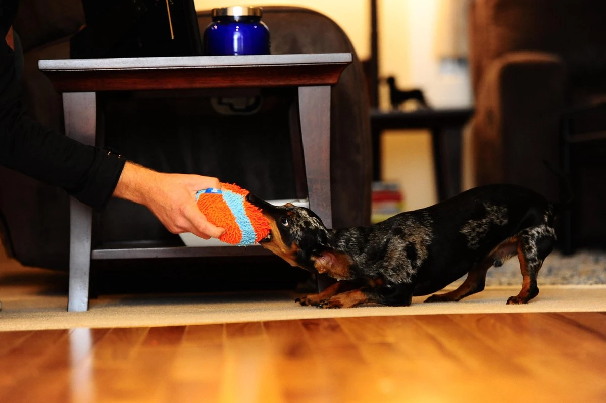 Chuckit! Chuckit Indoor Ball 8 Chuckit! Chuckit Indoor Ball - Afbeelding 6