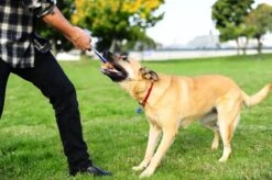 Chuckit! Chuckit Ultra Tug – Hondenspeelgoed - Blauw/Oranje – Large - ø 7 Cm -Hondenserie Winkel 1200x798 13