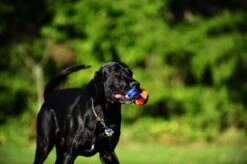 Chuckit! Chuckit Ultra Tug – Hondenspeelgoed - Blauw/Oranje – Large - ø 7 Cm -Hondenserie Winkel 1200x798 14