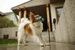 West Paw Zogoflex Hurley - Super Sterk Kauwbot Voor Honden - Kleur: Blauw, Maat: Large -Hondenserie Winkel 1200x798 17