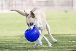 Jolly Pets Jolly Soccer Ball – Hondenspeelgoed – Apporteerspeelgoed– Jollyflex Stevig Kunststof – Drijvend Hondenspeeltje – Ø15cm – Licht Blauw -Hondenserie Winkel 1200x798 5