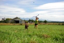 Benson Rode Honden Ballenwerper Met Ergonomische Handgreep – Inclusief Tennisbal – 38cm – Rood | Balwerper Voor Hond | Bal Werpen | Apporteer Speelgoed | Hondenspeelgoed -Hondenserie Winkel 1200x798 8