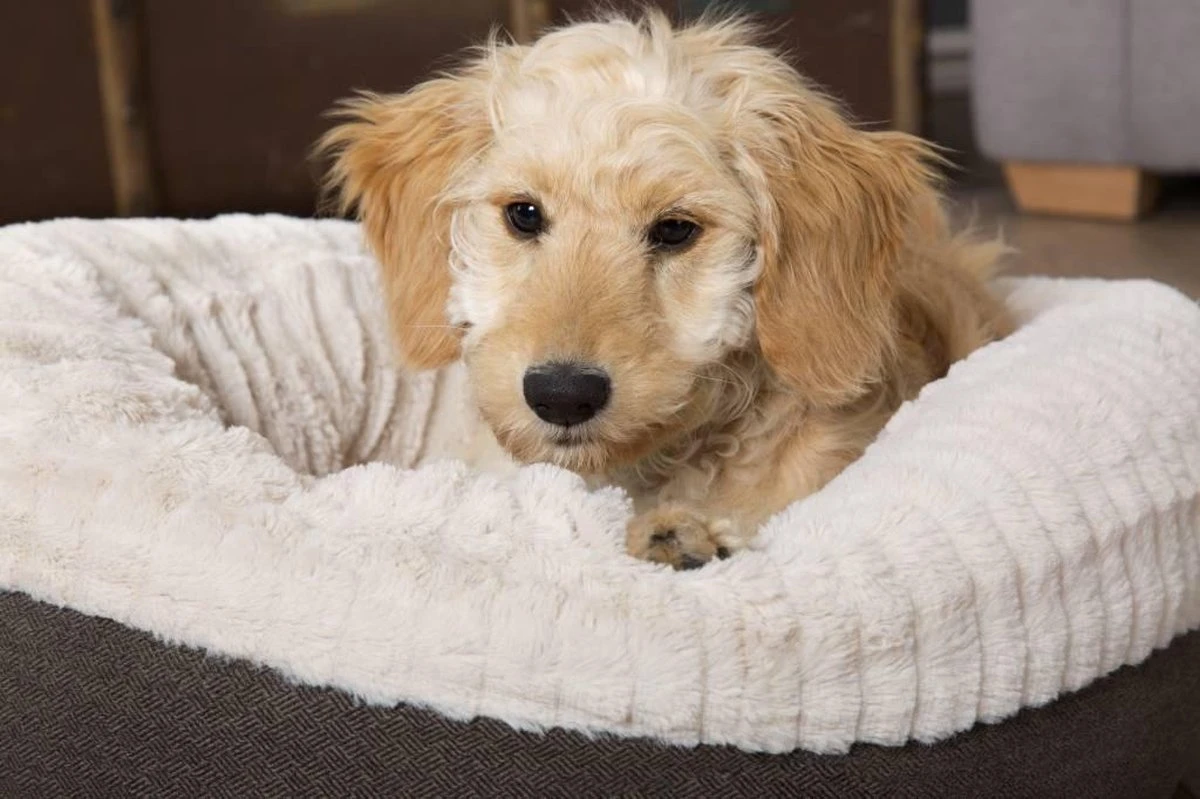 Scruffs Ellen Donut - Warme Hondenmand Van Imitatiebont - Kleur Grijs, Roze Of Bruin - Maat M Of L - Kleur: Grijs, Maat: Medium 19 Scruffs Ellen Donut - Warme Hondenmand Van Imitatiebont - Kleur Grijs, Roze Of Bruin - Maat M Of L - Kleur: Grijs, Maat: Medium - Afbeelding 17