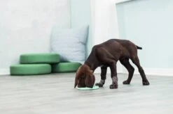 Trixie Junior Likplaat Mintgroen (15X15 CM) 21 Trixie Junior Likplaat Mintgroen (15X15 CM) -Hondenserie Winkel 1200x799 28