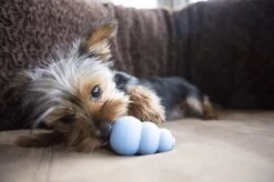 Kong Puppy - Kauwbot Hondenspeelgoed Small - Kauwbot - 85mm X 42mm - Groen/Wit -Hondenserie Winkel 1200x799 32