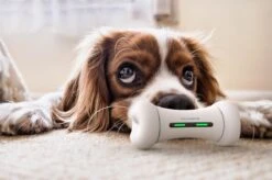 Wickedbone - Automatisch, Interactief En Intelligent Speelgoed Voor Honden - App & Bluetooth Bestuurbaar - USB Oplaadbaar -Hondenserie Winkel 1200x799 33