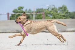 Kong Safestix Small - Kauwspeelgoed - 300mm X 88mm X 62mm - Multi -Hondenserie Winkel 1200x799 39