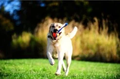 Chuckit! Chuckit Ultra Tug – Hondenspeelgoed - Blauw/Oranje – Large - ø 7 Cm -Hondenserie Winkel 1200x799 42