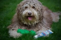 Tandenborstel + TANDPASTA Hond Melk Geur Smaak En Piep Honden Speelgoed - Cactus Dog Toy Tandverzorging Kauwbotten Hondenspeelgoed Hondenbot Kauwstaaf Tanden Puppy Hondenspeeltje Sterk Kauwspeelgoed - Dutchwide -Hondenserie Winkel 1200x800 111