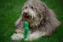 Tandenborstel + TANDPASTA Hond Melk Geur Smaak En Piep Honden Speelgoed - Cactus Dog Toy Tandverzorging Kauwbotten Hondenspeelgoed Hondenbot Kauwstaaf Tanden Puppy Hondenspeeltje Sterk Kauwspeelgoed - Dutchwide -Hondenserie Winkel 1200x800 112