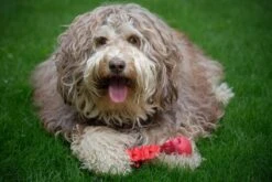 Kauwbot Hond Extra Sterk Kauwspeelgoed Melk Geur Smaak Honden Speelgoed - Rood Wit - Dutchwide -Hondenserie Winkel 1200x800 115