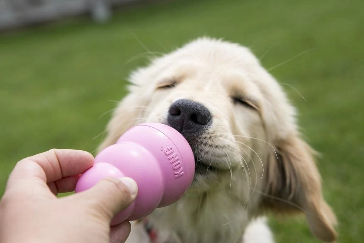 Kong Puppy - Hondenspeelgoed - Assorti - L 18 Kong Puppy - Hondenspeelgoed - Assorti - L - Afbeelding 16