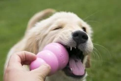 Kong Puppy - Hondenspeelgoed - Assorti - M 37 Kong Puppy - Hondenspeelgoed - Assorti - M -Hondenserie Winkel 1200x800 131