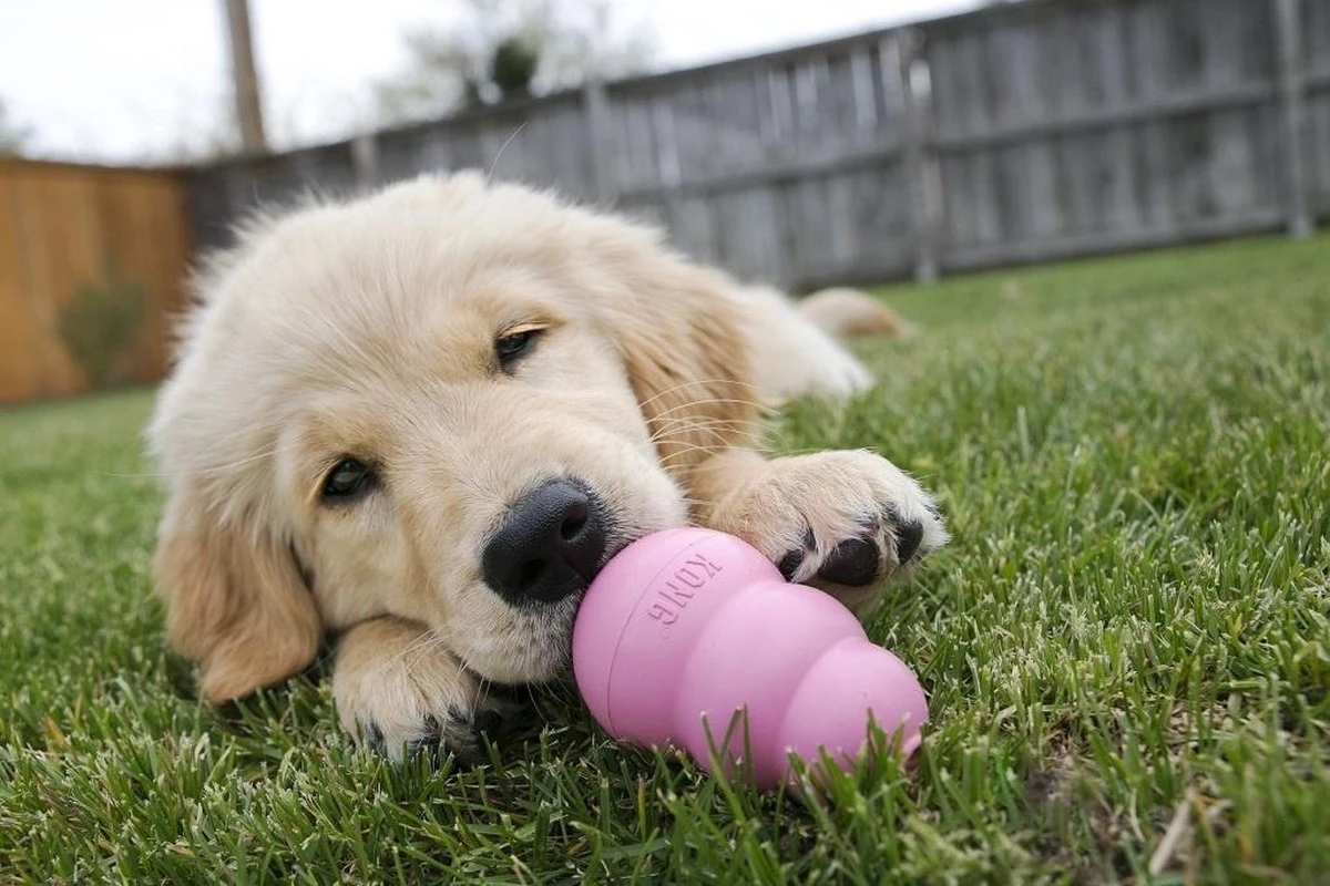 Kong Puppy - Hondenspeelgoed - Assorti - M 20 Kong Puppy - Hondenspeelgoed - Assorti - M - Afbeelding 18