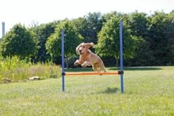 Trixie Dog Activity Agility Horde - Blauw/Oranje - 123 X 115 X 3 Cm 15 Trixie Dog Activity Agility Horde - Blauw/Oranje - 123 X 115 X 3 Cm -Hondenserie Winkel 1200x800 137