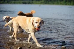 Chuckit! Ultra Ball L – Honden Speelgoed – Apporteren – Drijft Op Water – Stuitert – Veilig Voor Gebit – Honden Bal – Ideaal Met De Ballenwerper – Ø 7cm – Oranje/Blauw – Apporteerspeelgoed – 2-Pack 13 Chuckit! Ultra Ball L – Honden Speelgoed – Apporteren – Drijft Op Water – Stuitert – Veilig Voor Gebit – Honden Bal – Ideaal Met De Ballenwerper – Ø 7cm – Oranje/Blauw – Apporteerspeelgoed – 2-Pack -Hondenserie Winkel 1200x800 140