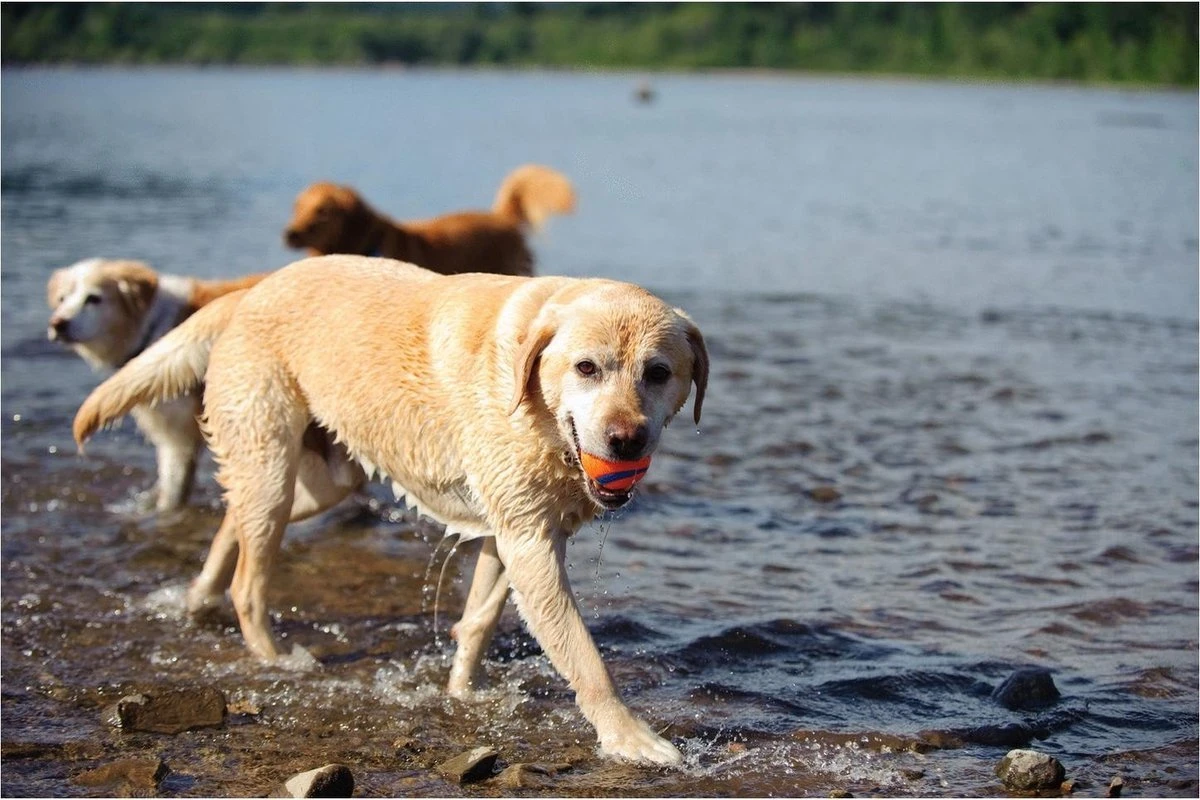 Chuckit! Ultra Ball L – Honden Speelgoed – Apporteren – Drijft Op Water – Stuitert – Veilig Voor Gebit – Honden Bal – Ideaal Met De Ballenwerper – Ø 7cm – Oranje/Blauw – Apporteerspeelgoed – 2-Pack 8 Chuckit! Ultra Ball L – Honden Speelgoed – Apporteren – Drijft Op Water – Stuitert – Veilig Voor Gebit – Honden Bal – Ideaal Met De Ballenwerper – Ø 7cm – Oranje/Blauw – Apporteerspeelgoed – 2-Pack - Afbeelding 6