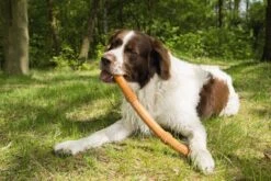 Beeztees Sumo Fit Stick - Hondenspeelgoed - Rubber - Oranje - 50 Cm 14 Beeztees Sumo Fit Stick - Hondenspeelgoed - Rubber - Oranje - 50 Cm -Hondenserie Winkel 1200x800 143