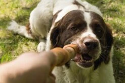 Beeztees Sumo Fit Stick - Hondenspeelgoed - Rubber - Oranje - 50 Cm 16 Beeztees Sumo Fit Stick - Hondenspeelgoed - Rubber - Oranje - 50 Cm -Hondenserie Winkel 1200x800 144