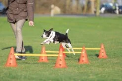 Trixie Dog Activity Hordenset - 3 ST 25 Trixie Dog Activity Hordenset - 3 ST -Hondenserie Winkel 1200x800 153