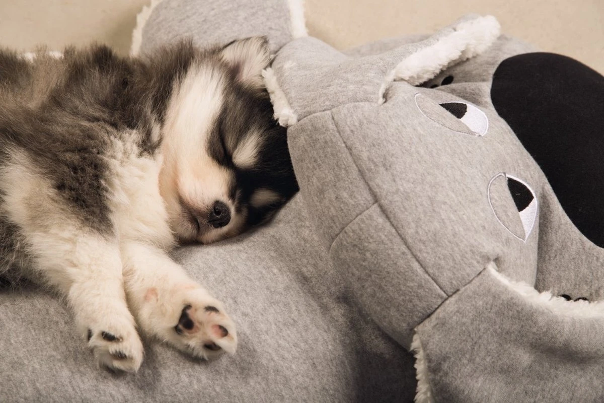 Beeztees Puppy Boomba XL - Hondenspeelgoed - Grijs - 70x40x21 Cm 4 Beeztees Puppy Boomba XL - Hondenspeelgoed - Grijs - 70x40x21 Cm - Afbeelding 2