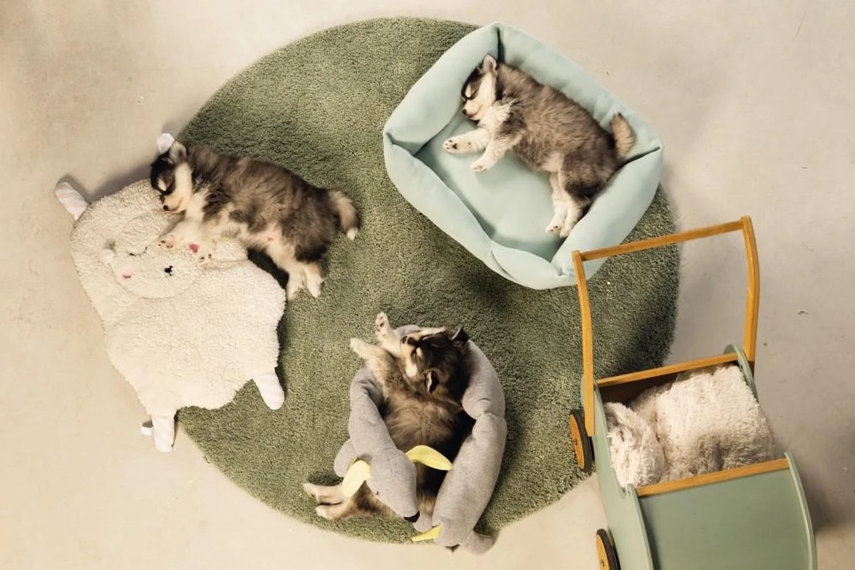 Beeztees Puppy Sjiepo - Hondenspeelgoed - Wit - 40x22x5 Cm 5 Beeztees Puppy Sjiepo - Hondenspeelgoed - Wit - 40x22x5 Cm - Afbeelding 3