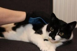 Merkloos Vachtverzorgingshandschoen 31 Merkloos Vachtverzorgingshandschoen -Hondenserie Winkel 1200x800 188