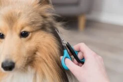 Trixie Gezicht- En Potenschaar Kunststof / Rvs 8 Cm 15 Trixie Gezicht- En Potenschaar Kunststof / Rvs 8 Cm -Hondenserie Winkel 1200x800 192