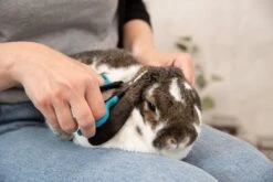 Trixie Gezicht- En Potenschaar Kunststof / Rvs 8 Cm 17 Trixie Gezicht- En Potenschaar Kunststof / Rvs 8 Cm -Hondenserie Winkel 1200x800 194