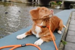 Rebel Petz - Honden Trainingslijn Met Halsband - Taupe, Zwart, Groen & Oranje - Maat Small Of Large - Kleur: Taupe, Maat: Large 34 Rebel Petz - Honden Trainingslijn Met Halsband - Taupe, Zwart, Groen & Oranje - Maat Small Of Large - Kleur: Taupe, Maat: Large -Hondenserie Winkel 1200x800 205