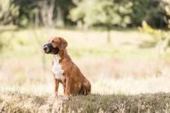 Trixie Muilkorf Polyester Met Gaas Inzet Zwart (M 19-26 CM) 9 Trixie Muilkorf Polyester Met Gaas Inzet Zwart (M 19-26 CM) -Hondenserie Winkel 1200x800 208