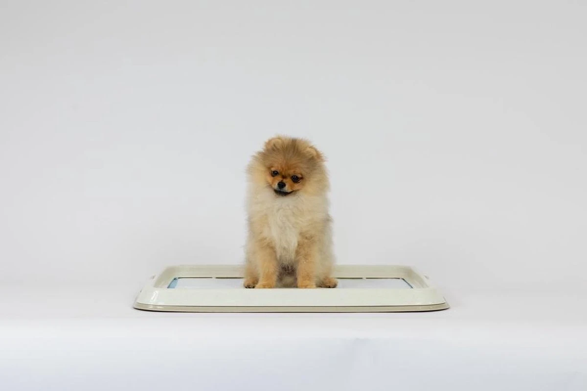 Easypets Puppy Training Pads - Zindelijkheidstraining - Hondentoilet - 60 X 60 Cm - 250 Stuks - INCL. PADHOUDER 4 Easypets Puppy Training Pads - Zindelijkheidstraining - Hondentoilet - 60 X 60 Cm - 250 Stuks - INCL. PADHOUDER - Afbeelding 2