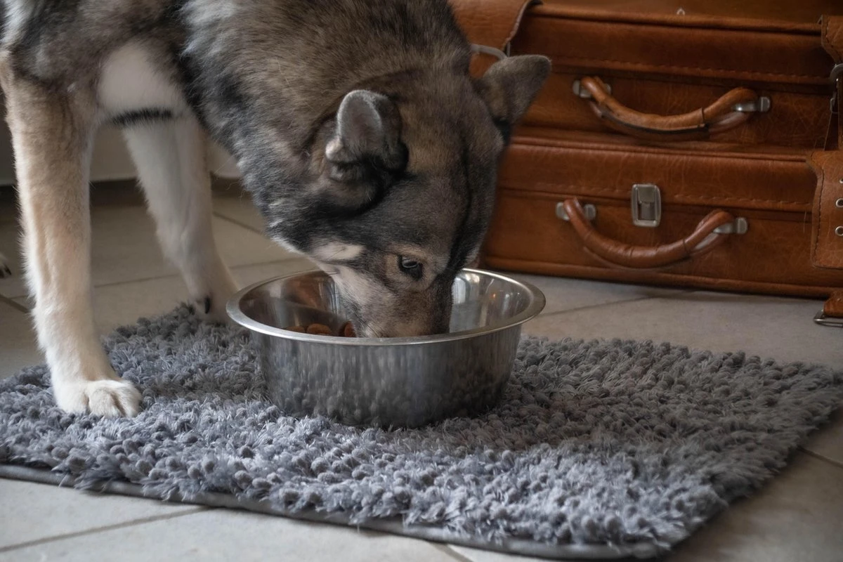 Royal Dry Absorberende Anti-knoeimat Voor Honden – Trekt Vuil Als Een Spons – Laat Geen Vocht Door – 61x45 Cm – Microfiber Chenille – Geschikt Voor Honden En Overige Huisdieren 6 Royal Dry Absorberende Anti-knoeimat Voor Honden – Trekt Vuil Als Een Spons – Laat Geen Vocht Door – 61x45 Cm – Microfiber Chenille – Geschikt Voor Honden En Overige Huisdieren - Afbeelding 4